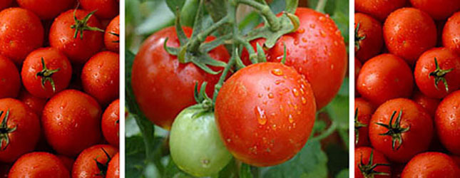Tomato Cultivation India